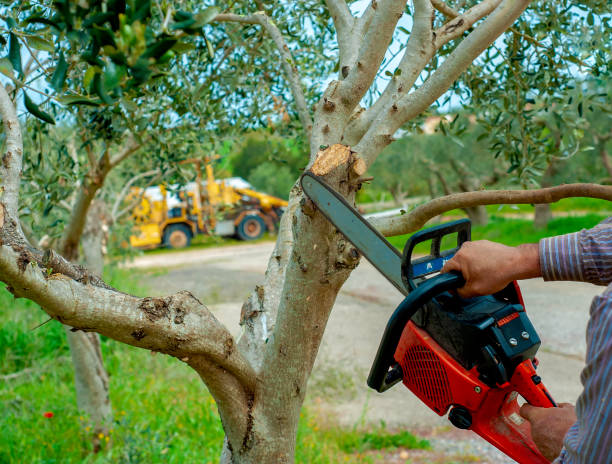 The Steps Involved in Our Tree Care Process in Yoakum, TX